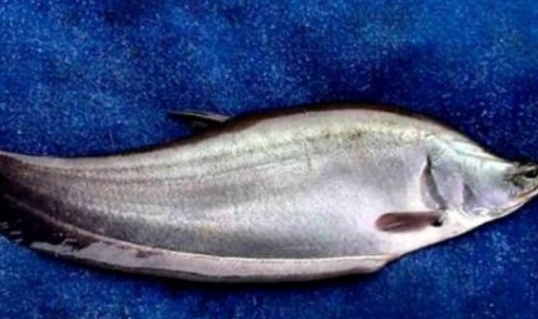 Review Pempek Palembang Asli Menggunakan Ikan Belida